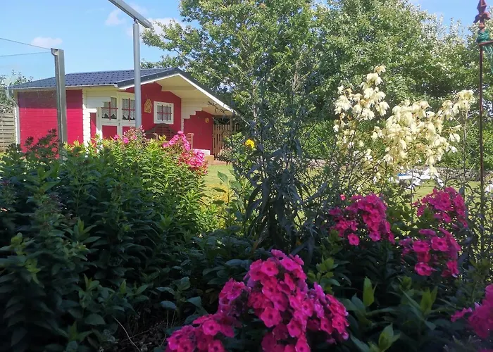 Haus-sturmschwalbe *